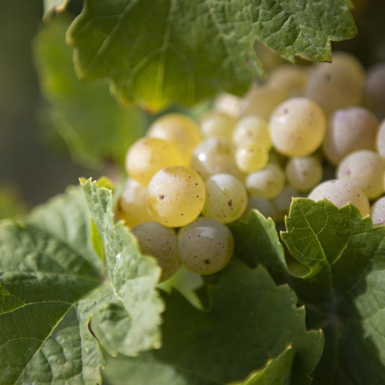 Riesling grapes in the vineyard - Moselle wine region