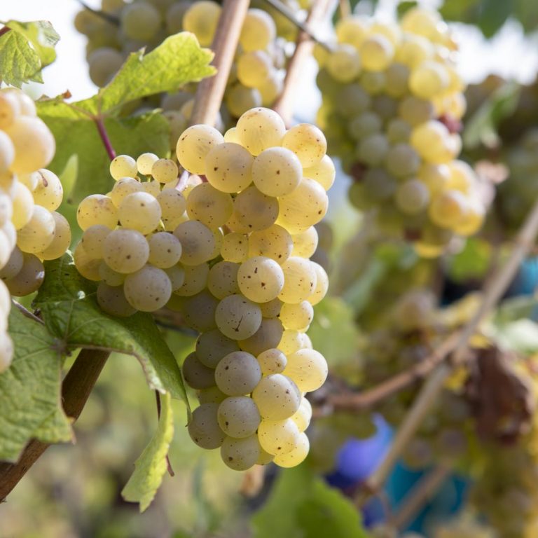 Riesling grapes in the Saar vineyard