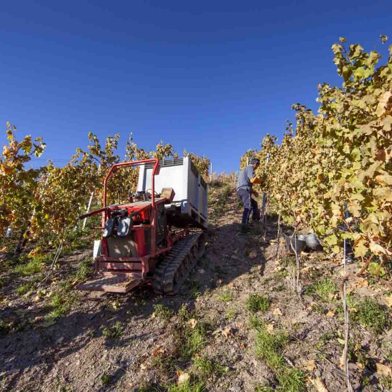 Saar winegrowers in the vineyard - steep slopes on the Saar